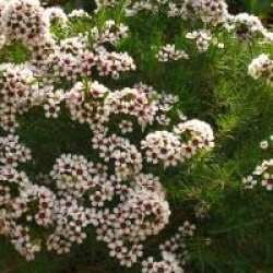 Chamelaucium uncinatum - Fleur de cire