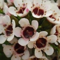 Chamelaucium uncinatum