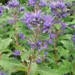 Caryopteris x clandonensis Grand Bleu � 'Inoveris' cov 