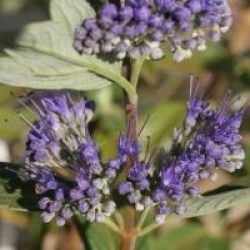 Caryopteris x clandonensis Grand Bleu � 'Inoveris' cov 