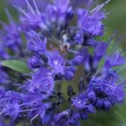 Caryopteris x clandonensis Grand Bleu � 'Inoveris' cov 