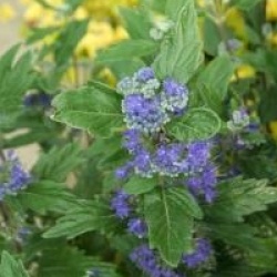 Caryopteris x clandonensis Grand Bleu � 'Inoveris' cov 