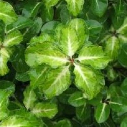 Pittosporum tenuifolium 'Abbotsbury Gold'