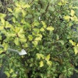 Pittosporum tenuifolium 'Abbotsbury Gold'