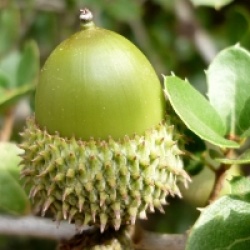 Quercus coccifera