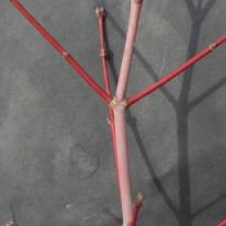 Acer circinatum - �rable circinatum