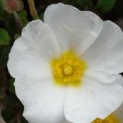 Cistus x obtusifolius 'May Snow'