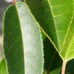 Prunus lusitanica 'Angustifolia' - Laurier du Portugal pyramidal