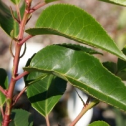 Prunus lusitanica 'Angustifolia'