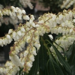 Androm�de du Japon Rosalinda