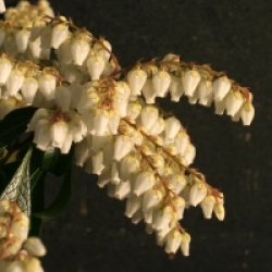 Pieris japonica 'Rosalinda'