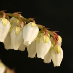 Pieris japonica 'Rosalinda'