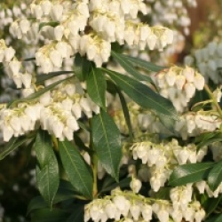 Pieris japonica 'Rosalinda'