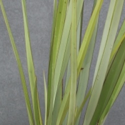 Phormium tenax 
