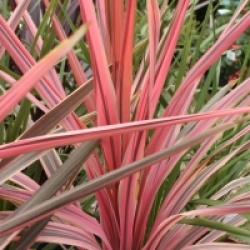 Cordyline australis 'Southern Splendor'