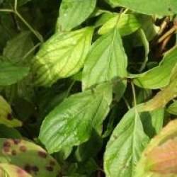 Cornus stolonifera 'Kelseyi' - Cornouiller rampant