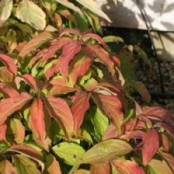 Cornus stolonifera 'Kelseyi'