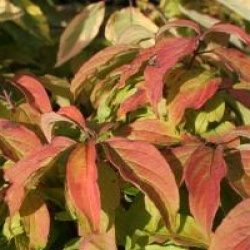 Cornus stolonifera 'Kelseyi'