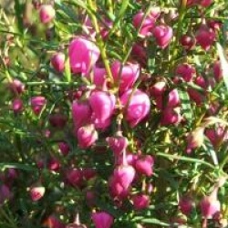 Boronia heterophylla