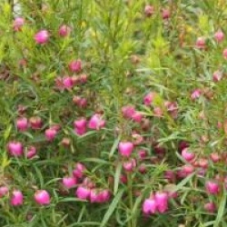 Boronia heterophylla
