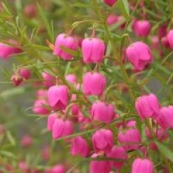 Boronia heterophylla