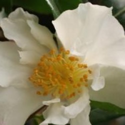 Camellia sasanqua 'Cleopatra' - Cam�lia d'automne Cleopatra
