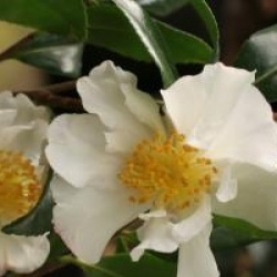 Camellia sasanqua 'Cleopatra'