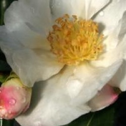Camellia sasanqua 'Cleopatra'