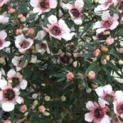 Leptospermum scoparium 'Martini'