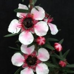 Leptospermum scoparium 'Martini'