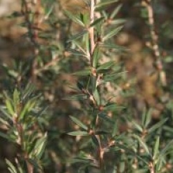 Leptospermum scoparium 'Martini'