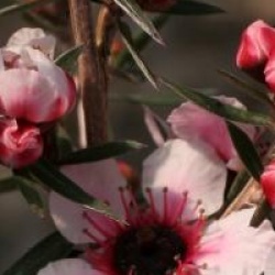 Leptospermum scoparium 'Martini'