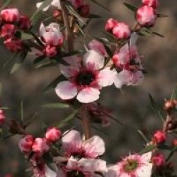 Leptospermum scoparium 'Martini'