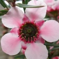 Leptospermum scoparium 'Martini'
