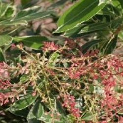 Pieris japonica 'Ralto'