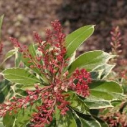 Pieris japonica 'Ralto'