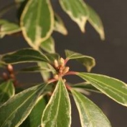 Pieris japonica 'Ralto'