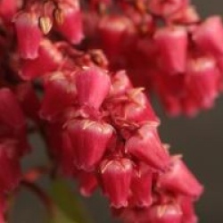 Pieris japonica 'Ralto' - Androm�de du Japon Ralto