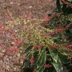 Pieris japonica 'Ralto'