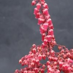 Pieris japonica 'Ralto'