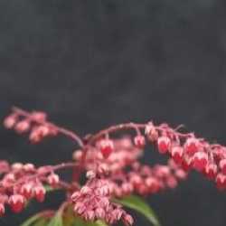 Pieris japonica 'Ralto'