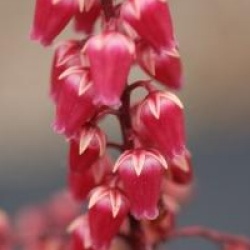 Pieris japonica 'Ralto'