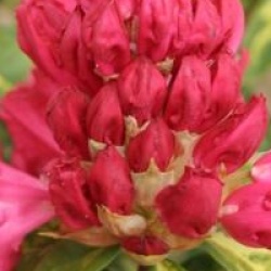 Rhododendron 'President Roosevelt'