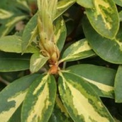 Rhododendron 'President Roosevelt'