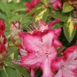 Rhododendron 'President Roosevelt'
