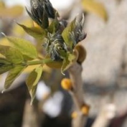 Decaisnea fargesii - Arbre aux haricots bleus
