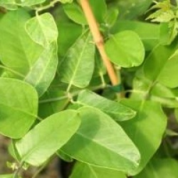 Araujia sericifera