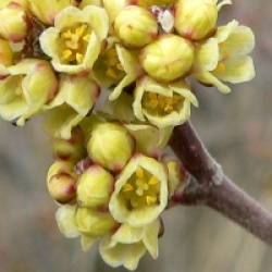 Rhus trilobata - Rhus trilobata