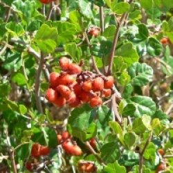 Rhus trilobata
