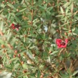 Leptospermum scoparium 'Winter Cheer'